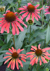 Echinacea 'Summer Sun'